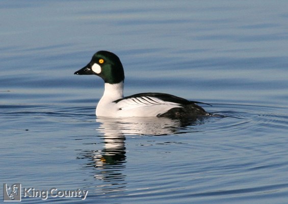 Photo of Bucephala clangula
